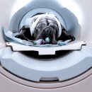 МРТ позвоночника у Собак: Современные Диагностические Возможности в Заботе о Здоровье Питомцев
