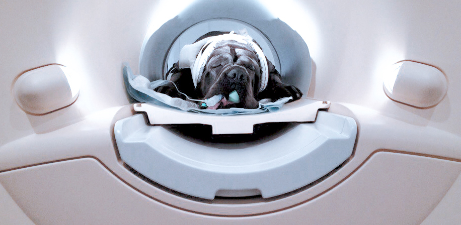 МРТ позвоночника у Собак: Современные Диагностические Возможности в Заботе о Здоровье Питомцев